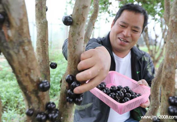 嘉宝果的正确吃法?嘉宝果的正确吃法图片!