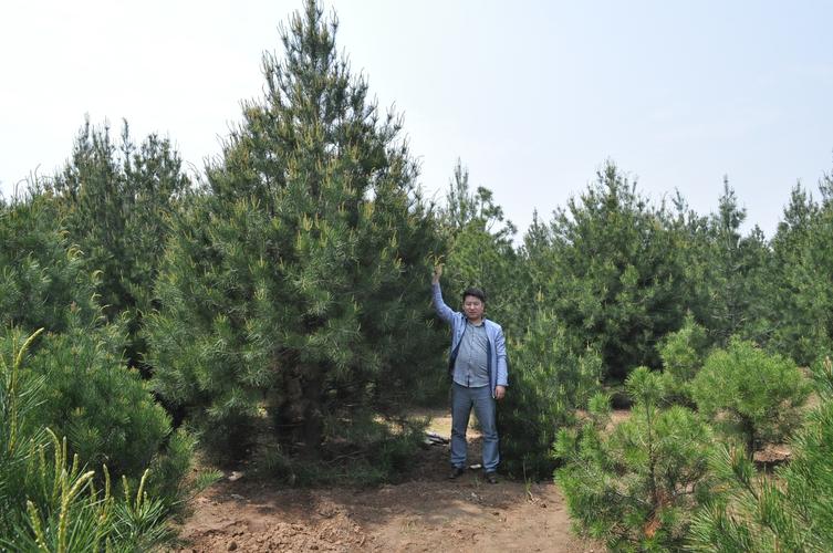 白皮松的价格?白皮松的价格及前景!