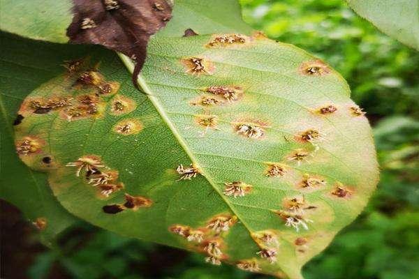 梨树病虫害?梨树病虫害图谱与用药!