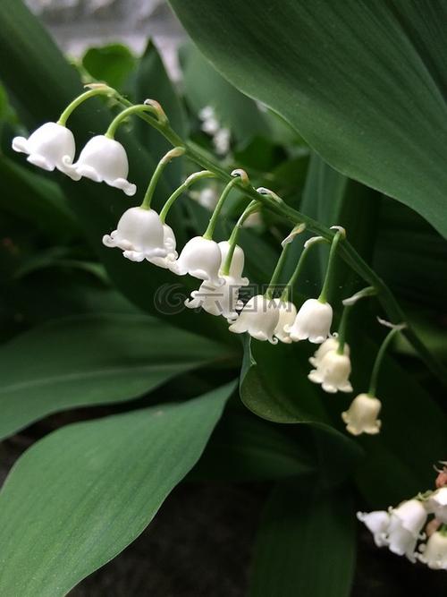 铃铛花?铃铛花图片!