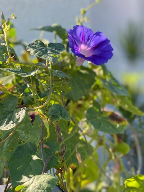 牵牛花的特点?牵牛花的特点和外形、颜色!