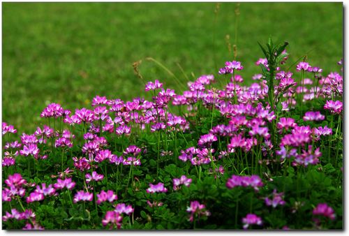 红花草?红花草图片!