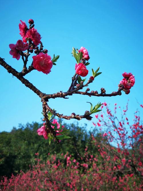 桃花的图片?桃花的图片大全桃花真实图片!