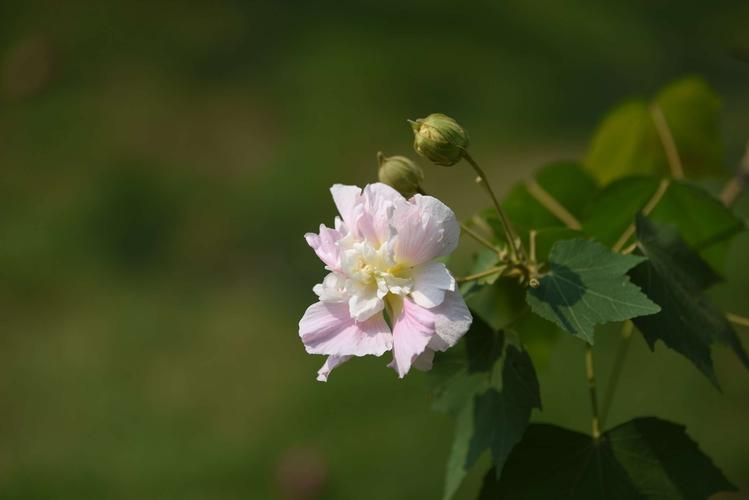 木芙蓉图片?木芙蓉图片大全大图!