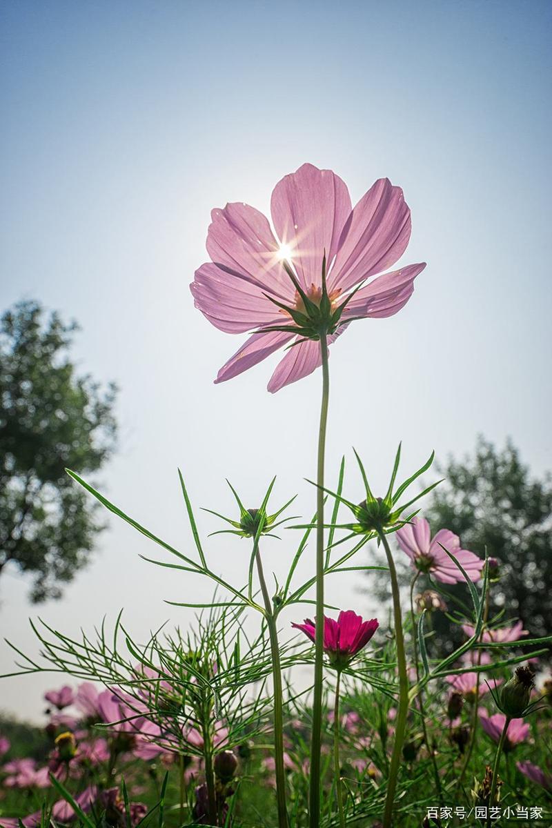 格桑花波斯菊?格桑花波斯菊一样吗!