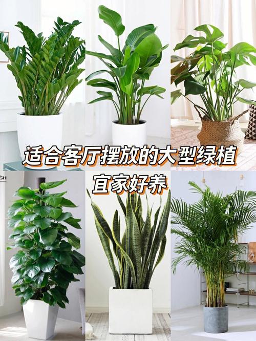 绿植植物?绿植植物的价格哪里可以查!