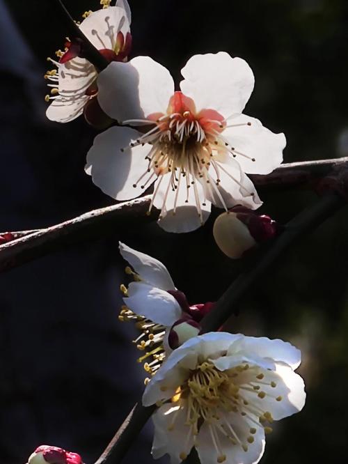 梅花的图片?梅花的图片大全 最美!