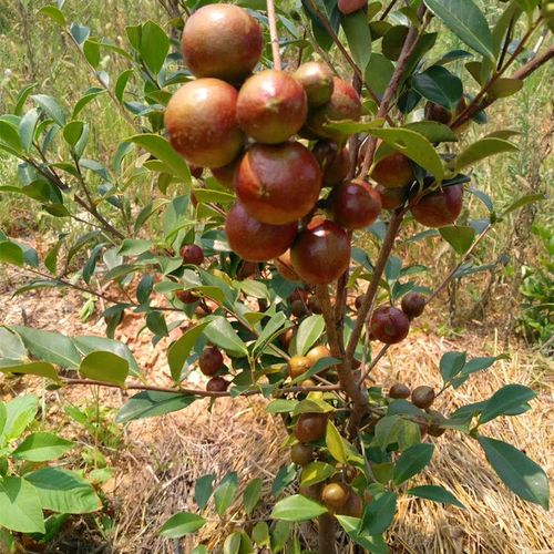 高产油茶品种?高产油茶品种排行!