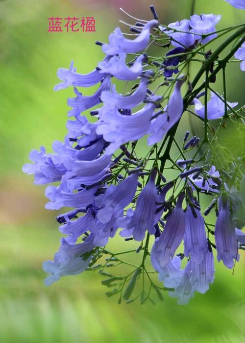 蓝花楹花语?蓝花楹花语寓意!