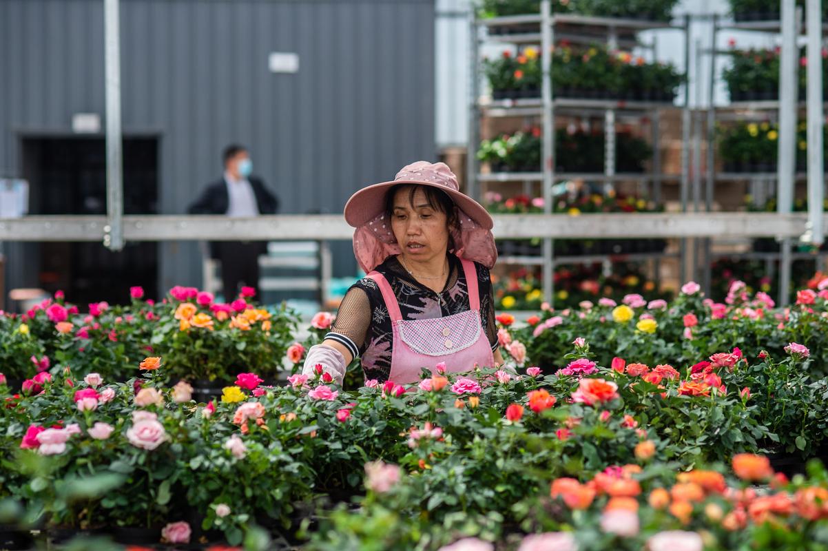 晋宁区现代花卉?晋宁区现代花卉产业园!