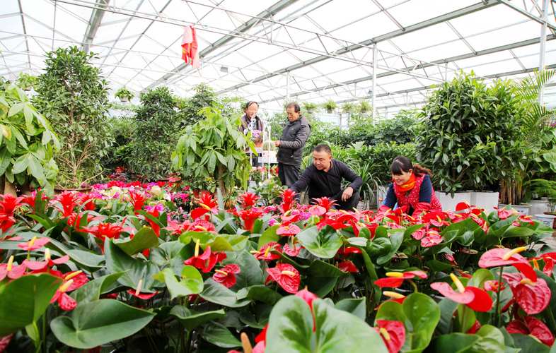 花卉制种基地管理?花卉制种基地管理办法!