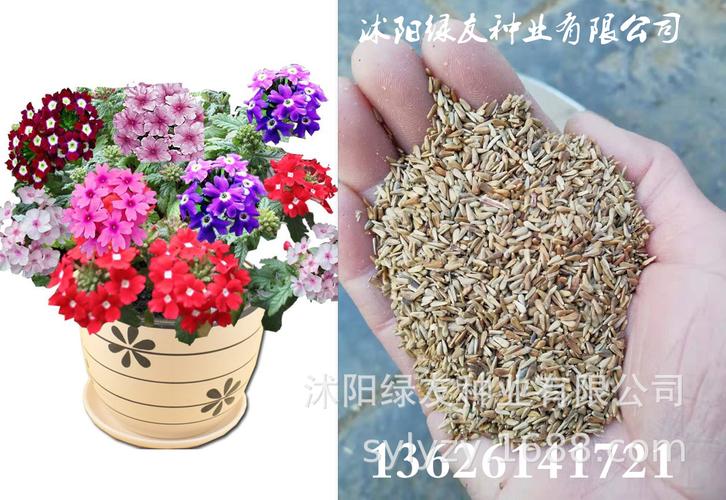 花卉园艺种子?花卉园艺种子图片!