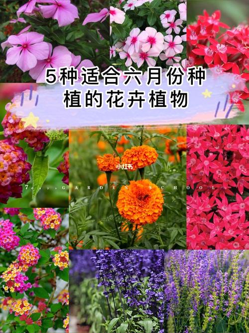 6月花卉推荐?!