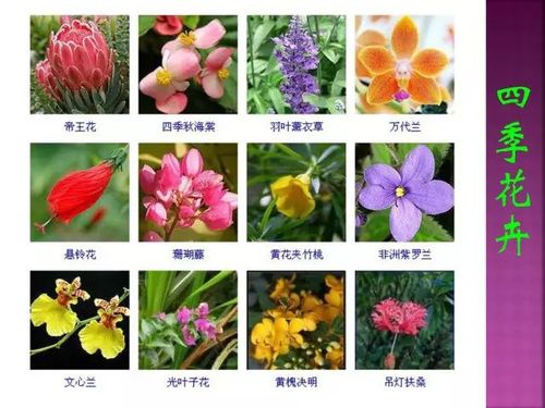 冷门花卉品种大全?冷门花卉品种大全图片!