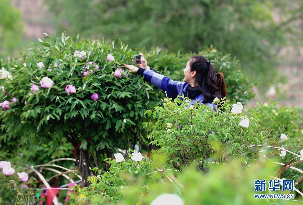 甘肃临洮花卉基地?甘肃临洮花卉基地参观!