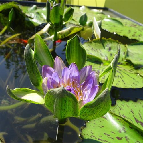 水中养殖的花卉?水中养殖的花卉有哪些!