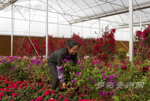 仁怀中枢花卉?仁怀中枢花卉市场地址!