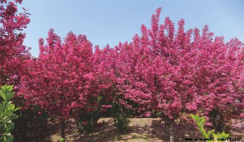 大型花卉海棠基地?大型花卉海棠基地在哪里!