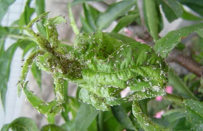 花卉上害虫图片?花卉上害虫图片大全!