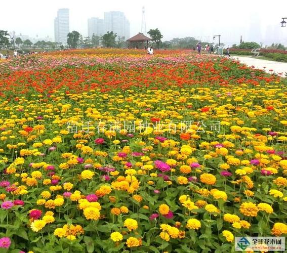 宿迁花卉不能买?宿迁花草不能买!