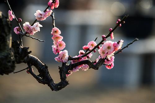 梅花是不是花卉?梅花是不是花卉?!