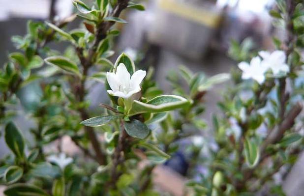 六月雪草本花卉还是木本花卉?六月雪草本花卉还是木本花卉好!