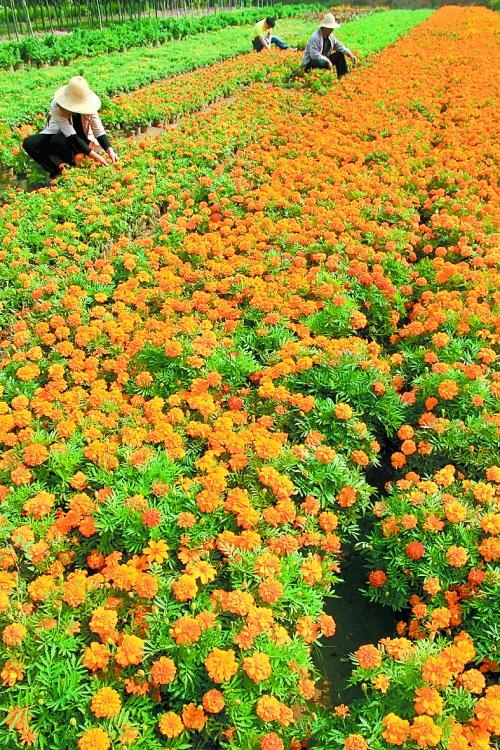 花圃花卉种植厂家?花圃花卉种植厂家有哪些!