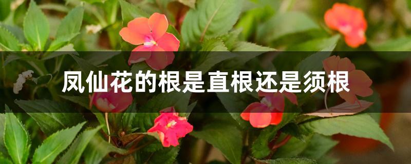 花卉属于须根吗?花卉属于须根吗为什么!