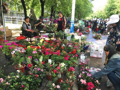 花卉早市图片?花卉早市图片大全!