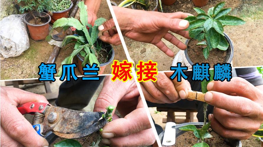 嫁接花卉方法视频?嫁接花卉方法视频教程!