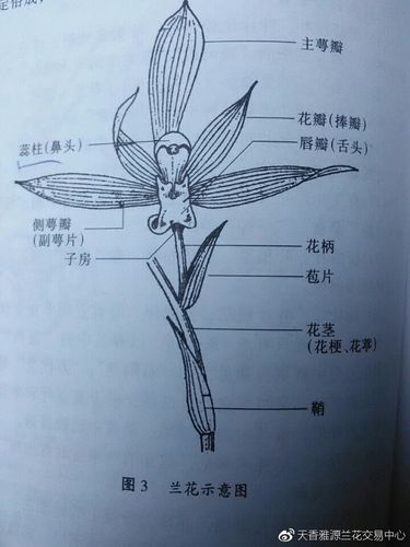 兰科花卉结构?兰科花卉结构特征!