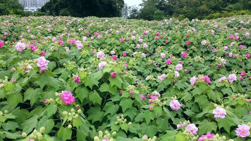 花海木本花卉品种?花海木本花卉品种有哪些!