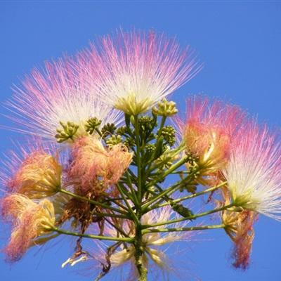 专属花卉头像?专属花卉头像图片!