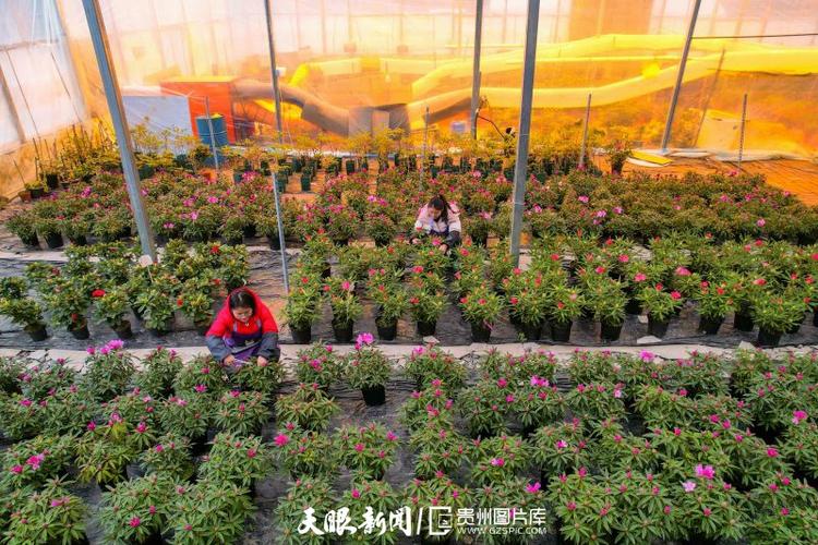 毕节花卉种植基地?毕节花卉种植基地在哪里!