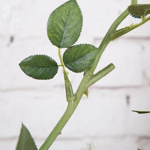 知根花卉?知根是什么意思!