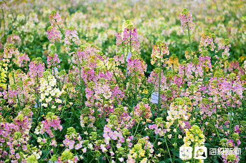 花卉属于农业吗?花卉属于农业吗?!