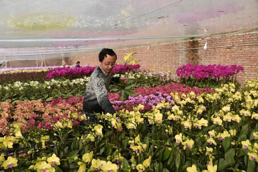 杨凌哪有花卉?杨凌哪有花卉市场!