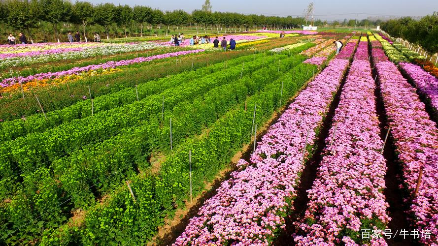 花卉种植基地简介?花卉种植基地简介怎么写!