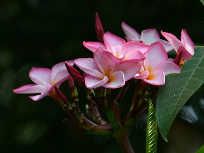 湛江常见花卉种类?湛江常见花卉种类大全!