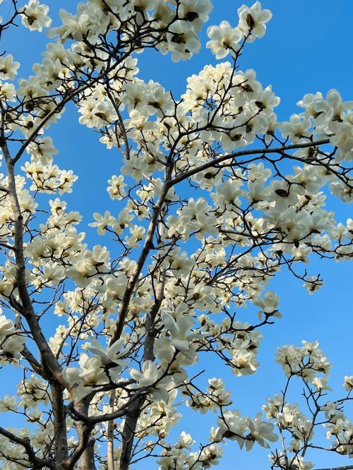 上海春季花卉?上海春季花卉有哪些!