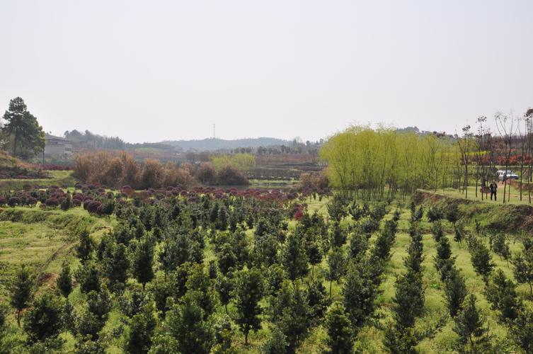 威海苗圃花卉?威海苗圃花卉基地!