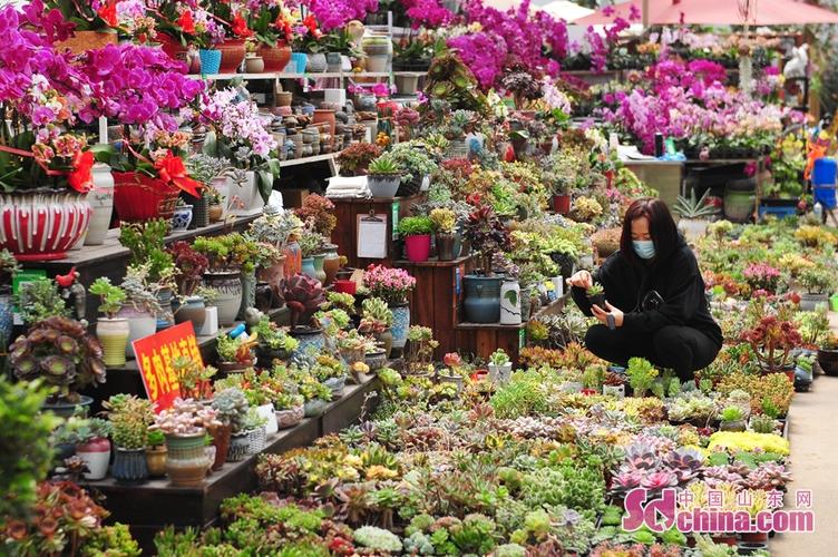 山东花卉大集?山东花卉大集市场在哪里!