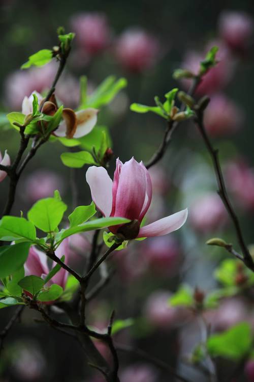 树本花卉?树本花卉植物大全!