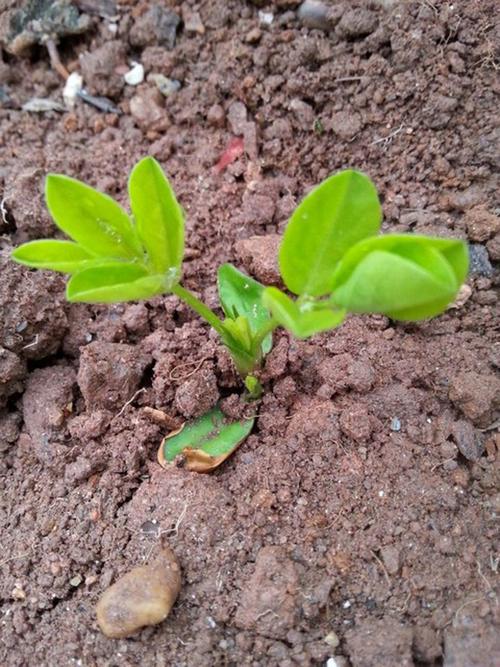 花卉果蔬发芽?花卉果蔬发芽图片!