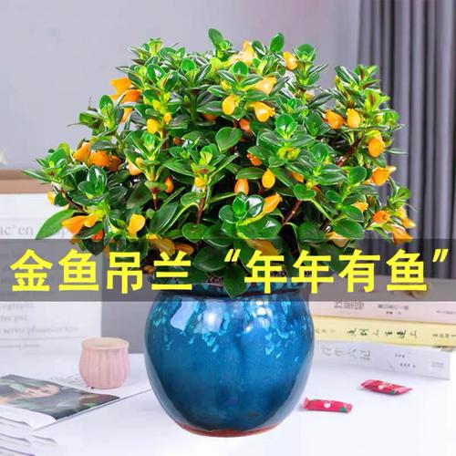 室内花卉植物盆栽?室内花卉植物盆栽有哪些!