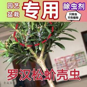 花卉粉疥虫?花卉上的粉疥虫用什么药!