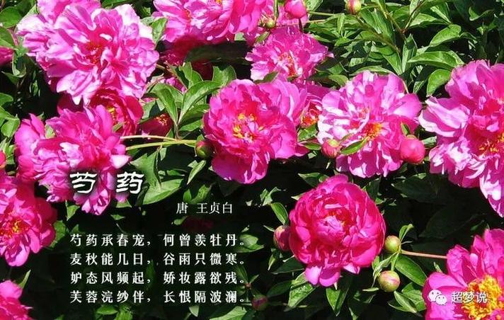 花卉怎么形容?花卉怎么形容好看!