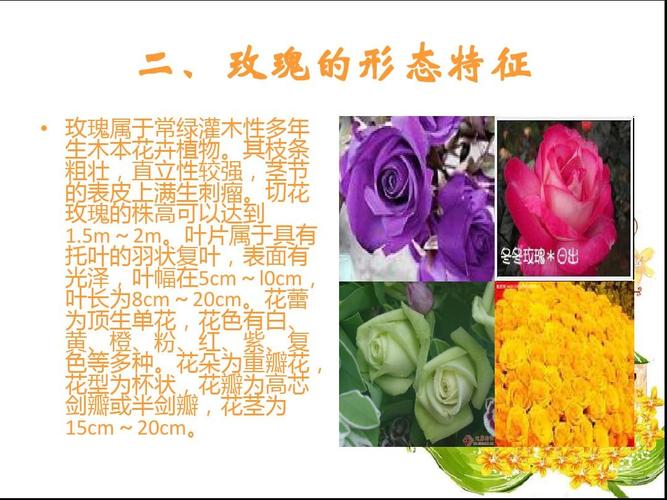 花卉里的文化?花卉里的文化是什么!