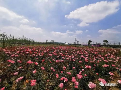 宿迁大型花卉基地?宿迁大型花卉基地在哪里!