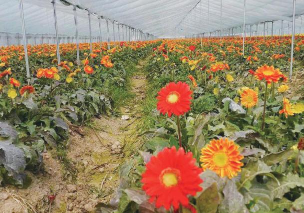 温州花卉种植?温州花卉种植基地!